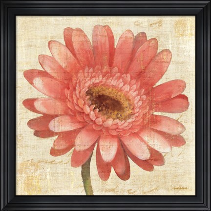 Framed Blushing Gerbera on Cream Print