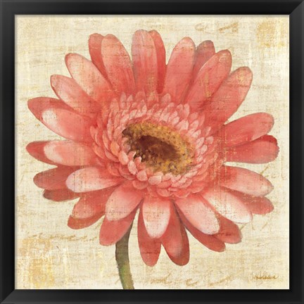 Framed Blushing Gerbera on Cream Print