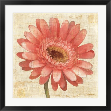 Framed Blushing Gerbera on Cream Print