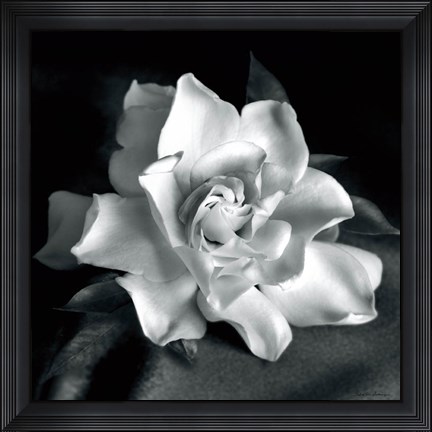 Framed Gardenia Print