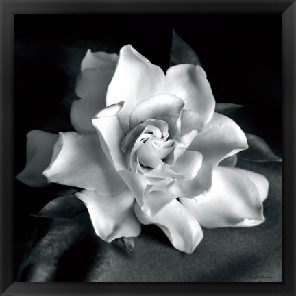 Framed Gardenia Print