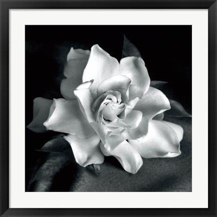 Framed Gardenia Print