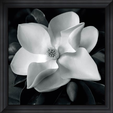 Framed Magnolia Print