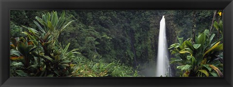 Framed Akaka Falls State Park, Hawaii, USA Print