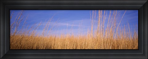 Framed Prairie Grass, Blue Sky, Marion County, Illinois, USA Print
