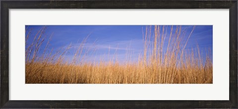 Framed Prairie Grass, Blue Sky, Marion County, Illinois, USA Print
