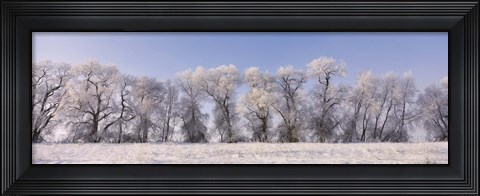 Framed Cottonwood trees covered with snow, Lower Klamath Lake, Siskiyou County, California, USA Print