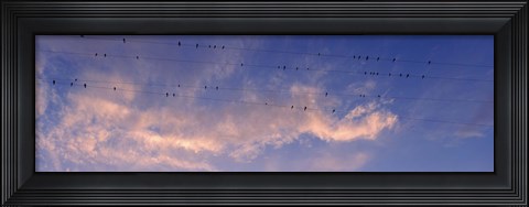Framed Low angle view of birds perching on wires, Anza Borrego Desert State Park, California, USA Print