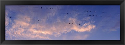 Framed Low angle view of birds perching on wires, Anza Borrego Desert State Park, California, USA Print