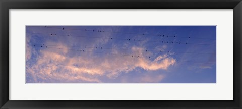 Framed Low angle view of birds perching on wires, Anza Borrego Desert State Park, California, USA Print