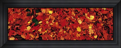 Framed Autumn Leaves Great Smoky Mountains National Park NC USA Print