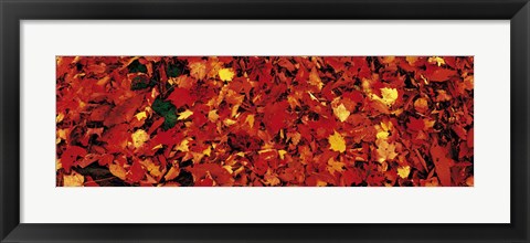 Framed Autumn Leaves Great Smoky Mountains National Park NC USA Print