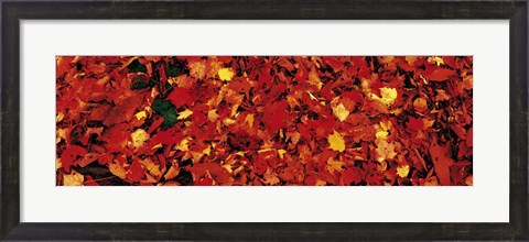 Framed Autumn Leaves Great Smoky Mountains National Park NC USA Print