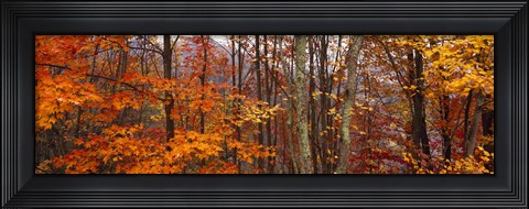 Framed Autumn trees in Great Smoky Mountains National Park, North Carolina, USA Print