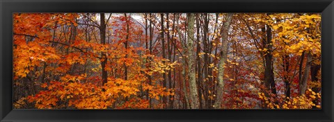 Framed Autumn trees in Great Smoky Mountains National Park, North Carolina, USA Print