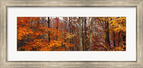 Framed Autumn trees in Great Smoky Mountains National Park, North Carolina, USA Print