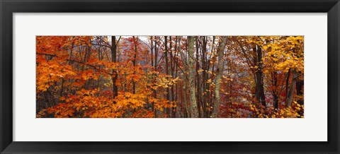 Framed Autumn trees in Great Smoky Mountains National Park, North Carolina, USA Print