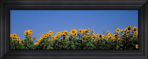 Framed Sunflowers in a field, Marion County, Illinois, USA (Helianthus annuus) Print