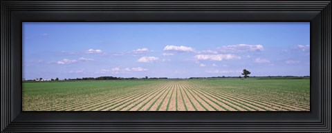 Framed Soybean field in a landscape, Marion County, Illinois, USA Print