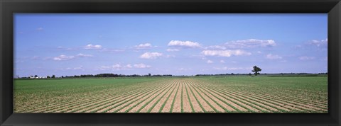 Framed Soybean field in a landscape, Marion County, Illinois, USA Print