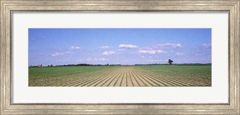 Framed Soybean field in a landscape, Marion County, Illinois, USA Print
