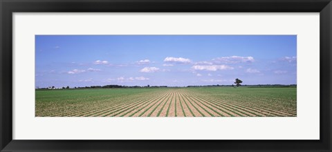 Framed Soybean field in a landscape, Marion County, Illinois, USA Print