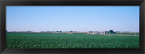 Framed Soybean field Ogle Co IL USA Print