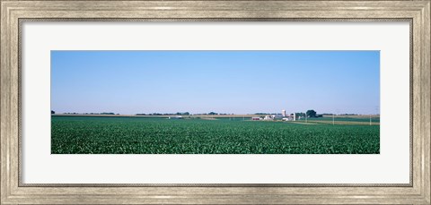 Framed Soybean field Ogle Co IL USA Print