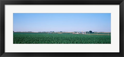 Framed Soybean field Ogle Co IL USA Print