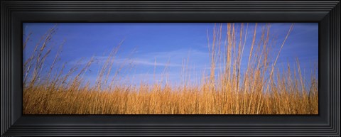Framed Grass in a field, Marion County, Illinois, USA Print