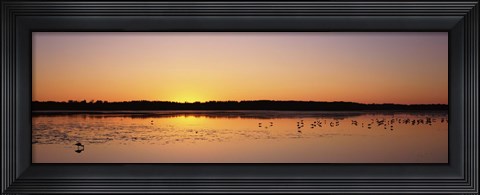 Framed Pelicans and other wading birds at sunset, J.N. Ding Darling National Wildlife Refuge, Sanibel Island, Florida, USA Print