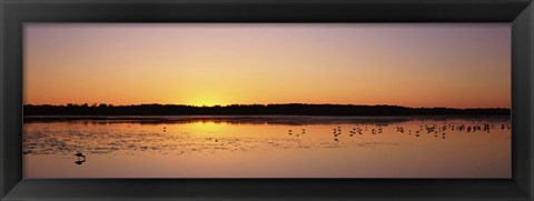 Framed Pelicans and other wading birds at sunset, J.N. Ding Darling National Wildlife Refuge, Sanibel Island, Florida, USA Print