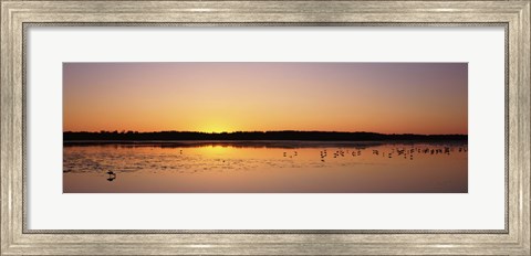 Framed Pelicans and other wading birds at sunset, J.N. Ding Darling National Wildlife Refuge, Sanibel Island, Florida, USA Print