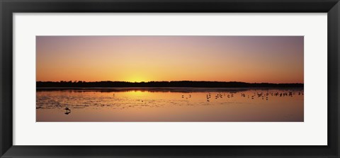 Framed Pelicans and other wading birds at sunset, J.N. Ding Darling National Wildlife Refuge, Sanibel Island, Florida, USA Print