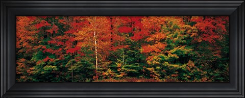 Framed Fall Maple Trees Print