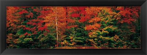 Framed Fall Maple Trees Print