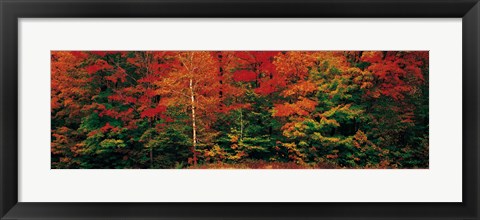 Framed Fall Maple Trees Print