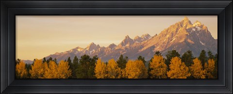 Framed Aspen trees on a mountainside, Grand Teton, Teton Range, Grand Teton National Park, Wyoming, USA Print