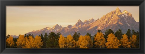 Framed Aspen trees on a mountainside, Grand Teton, Teton Range, Grand Teton National Park, Wyoming, USA Print