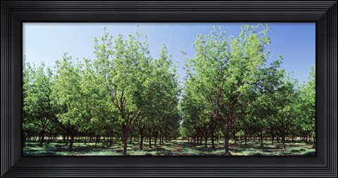 Framed USA, New Mexico, Tularosa, pecan trees Print