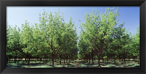 Framed USA, New Mexico, Tularosa, pecan trees Print