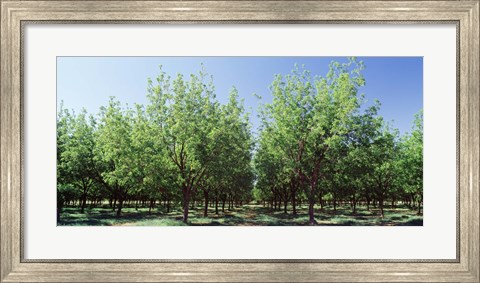 Framed USA, New Mexico, Tularosa, pecan trees Print