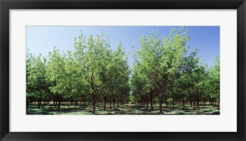 Framed USA, New Mexico, Tularosa, pecan trees Print