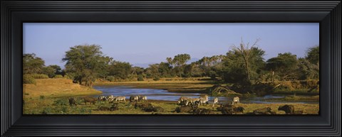 Framed Grevy&#39;s zebra and African buffalo&#39;s grazing on a landscape, Samburu, Kenya Print