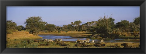 Framed Grevy&#39;s zebra and African buffalo&#39;s grazing on a landscape, Samburu, Kenya Print