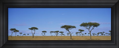 Framed Acacia trees on a landscape, Maasai Mara National Reserve, Kenya Print