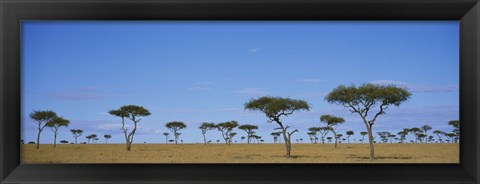 Framed Acacia trees on a landscape, Maasai Mara National Reserve, Kenya Print
