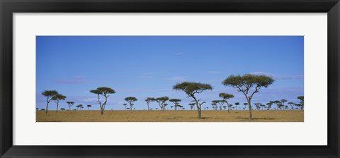 Framed Acacia trees on a landscape, Maasai Mara National Reserve, Kenya Print