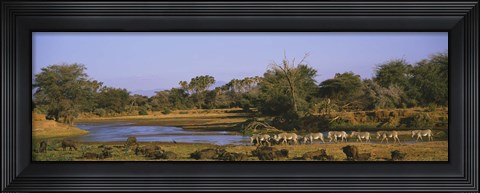 Framed Herd of Zebra (Equus grevyi) and African Buffalo (Syncerus caffer) in a field, Uaso Nyrio River, Samburu, Kenya Print