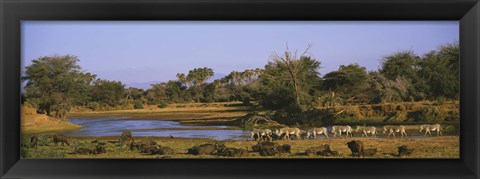Framed Herd of Zebra (Equus grevyi) and African Buffalo (Syncerus caffer) in a field, Uaso Nyrio River, Samburu, Kenya Print